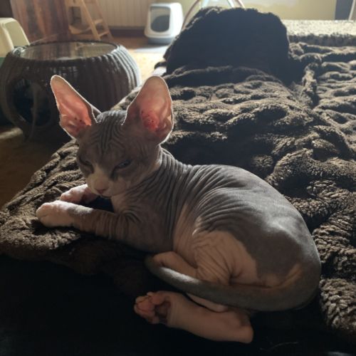 Chatons sphynx a vendre