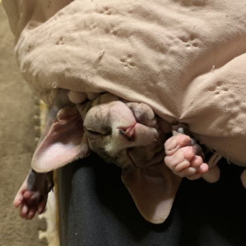 Chatons sphynx a vendre #5