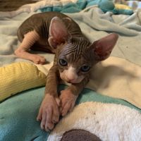 Chatons sphynx a vendre #1
