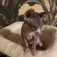 Chatons sphynx a vendre #2
