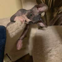 Chatons sphynx a vendre #3