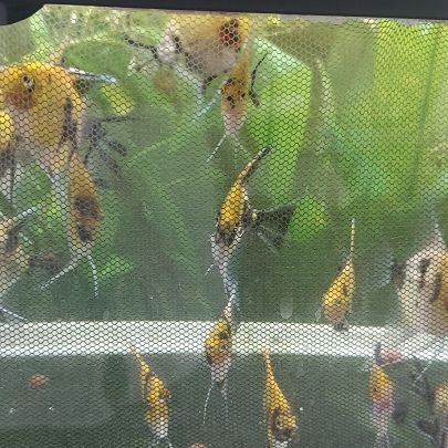 Scalaires jeunes de 3 mois. #1