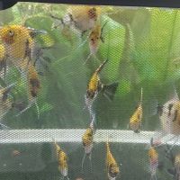 Scalaires jeunes de 3 mois. #1