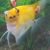 Scalaires jeunes de 3 mois.