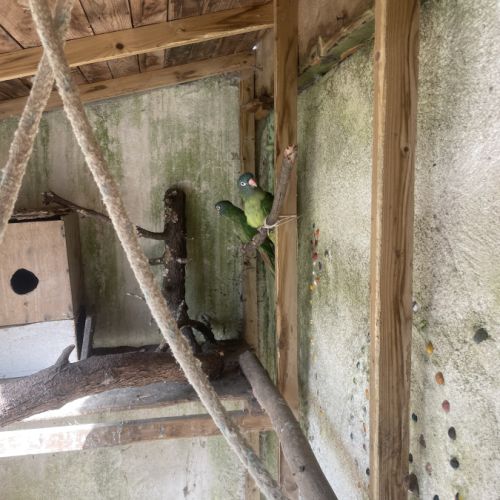 Couple conure à tête bleue #1