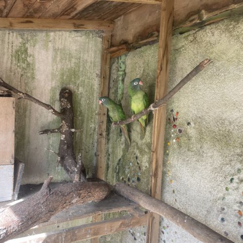 Couple conure à tête bleue