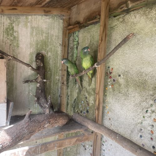 Couple conure à tête bleue #3