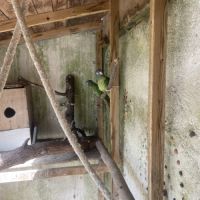 Couple conure à tête bleue #1