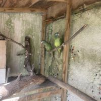 Couple conure à tête bleue #0