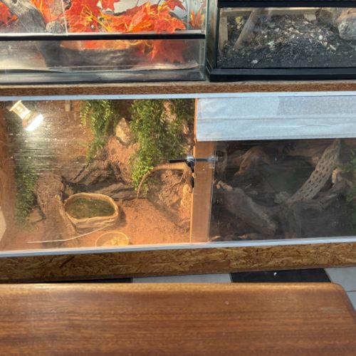 Terrarium et pogona #0
