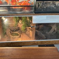 Terrarium et pogona