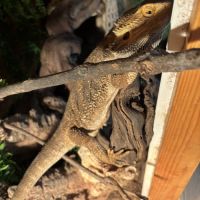 Terrarium et pogona #2