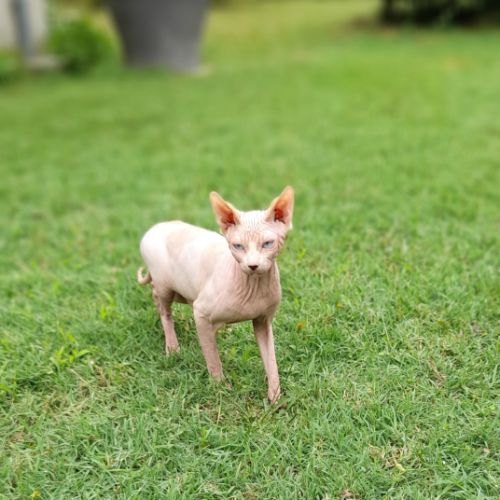 Chat sphynx male loof #1