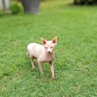 Chat sphynx male loof #1