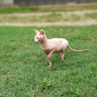 Chat sphynx male loof