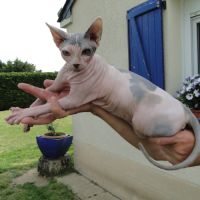 Chatte sphynx pour la retraite
