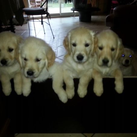 Superbe lignée de golden retriever lof