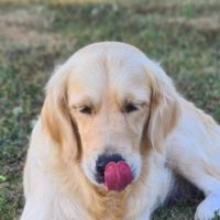 Superbe lignée de golden retriever lof #2