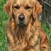 Superbe lignée de golden retriever lof #3