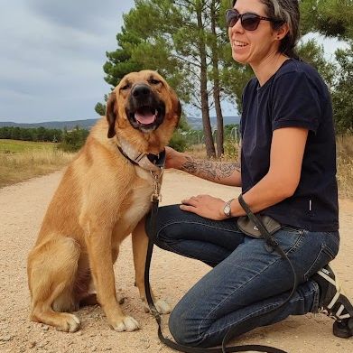 Jeune mastin affectueux et calme #1