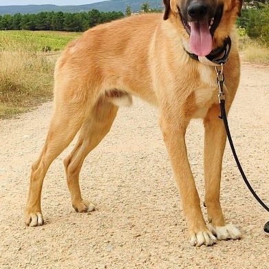 Jeune mastin affectueux et calme #2