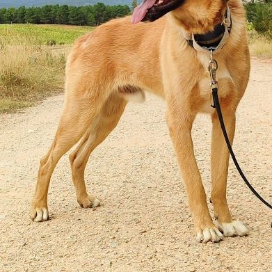 Jeune mastin affectueux et calme #4