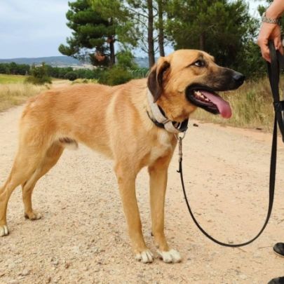 Jeune mastin affectueux et calme #5