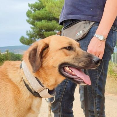 Jeune mastin affectueux et calme #0