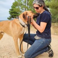 Jeune mastin affectueux et calme #3