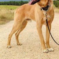 Jeune mastin affectueux et calme #4