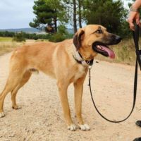 Jeune mastin affectueux et calme #5