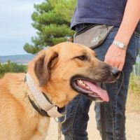 Jeune mastin affectueux et calme