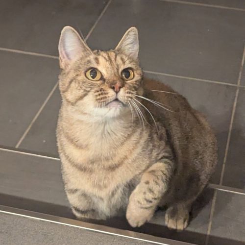 Crevette un amour de minette