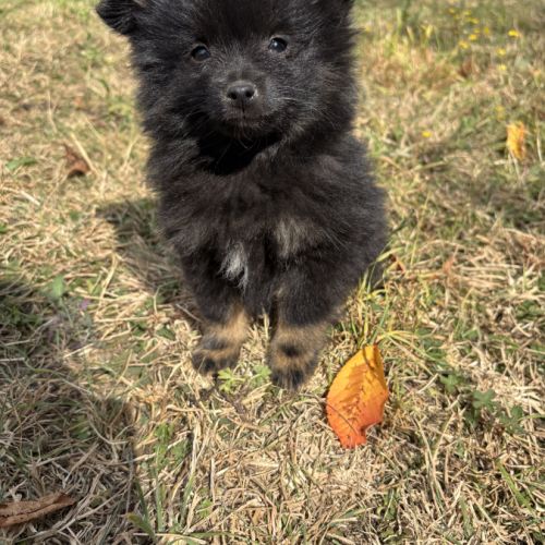 Chiot spitz #4