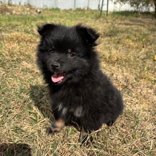 Chiot spitz #5