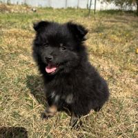 Chiot spitz #5