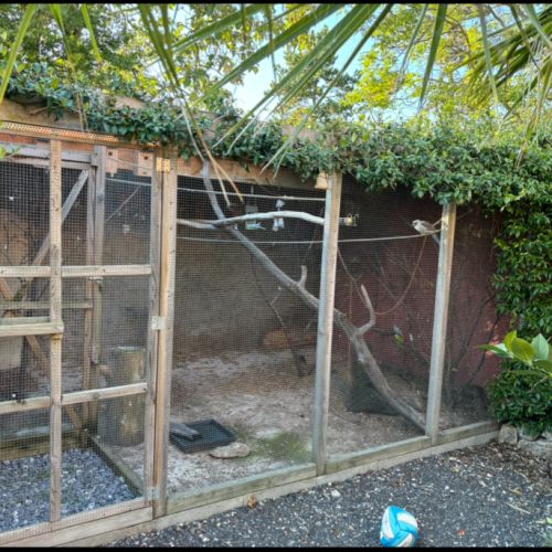 Recueil perroquets #0