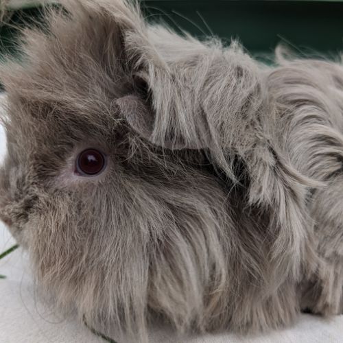 Bébés cochons d'inde lunkarya #0