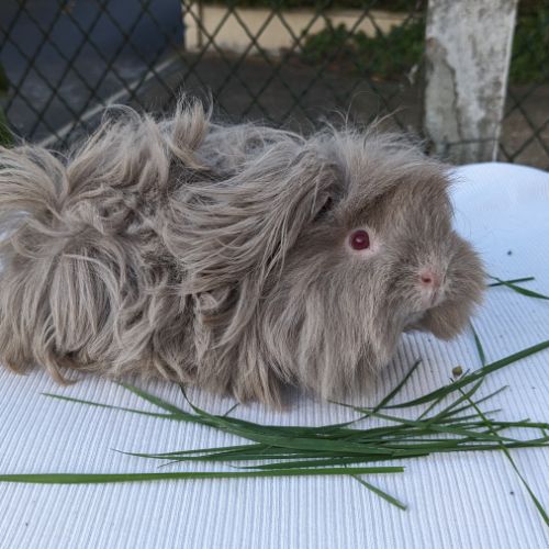 Bébés cochons d'inde lunkarya #4