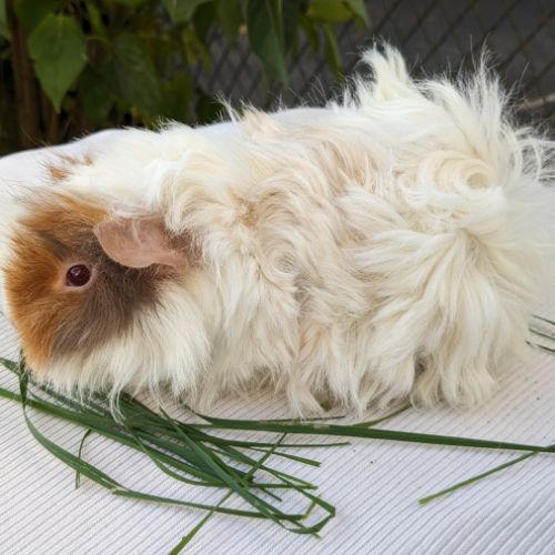 Bébés cochons d'inde lunkarya #5