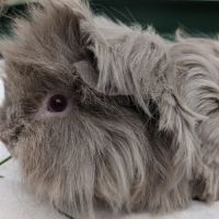 Bébés cochons d'inde lunkarya