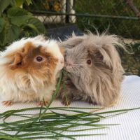 Bébés cochons d'inde lunkarya #3