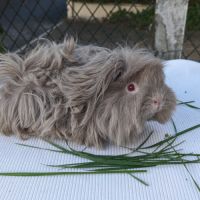 Bébés cochons d'inde lunkarya #4