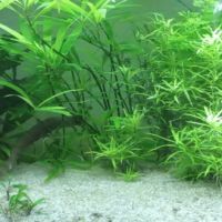 Recherche axolotls non albinos (25)