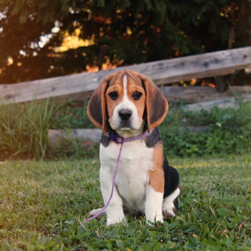 Chiot beagle lof #3
