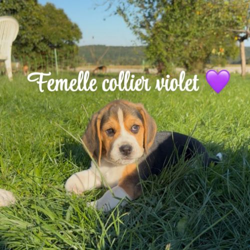 Chiot beagle lof #2