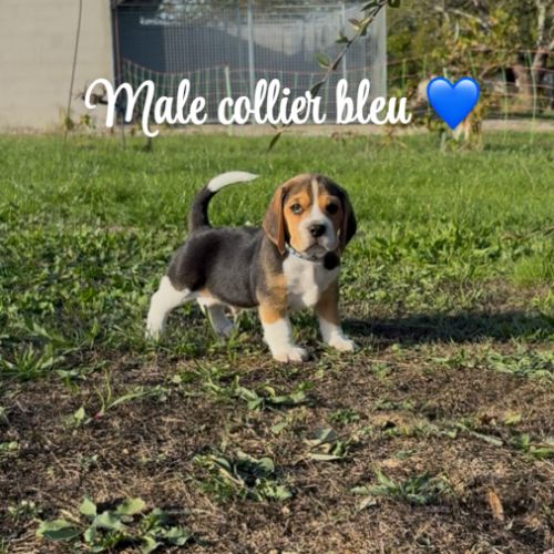 Chiot beagle lof #0