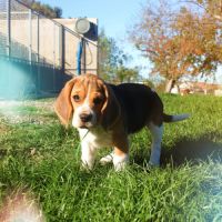 Chiot beagle lof #1