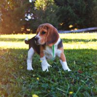 Chiot beagle lof