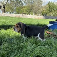 Chiot beagle lof #1